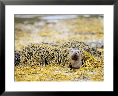 European Otter, Female Appearing Amongst Seaweed, Scotland by Elliott Neep Pricing Limited Edition Print image