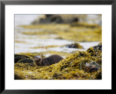 European Otter, Male Resting On Seaweed Covered Rocks In Heavy Rain, Scotland by Elliott Neep Pricing Limited Edition Print image