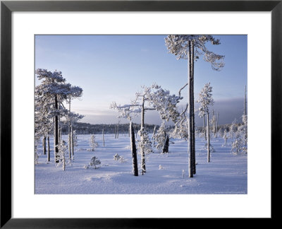 Snow Covered Pines, Patvinsvo National Park, East Finland by Heikki Nikki Pricing Limited Edition Print image