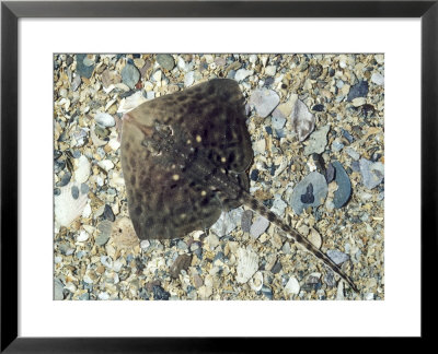 Thornback Ray, S.W. Coast, Uk by Oxford Scientific Pricing Limited Edition Print image