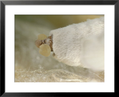 Silk Moth, Scent Glands At End Of Abdomen, Female by Oxford Scientific Pricing Limited Edition Print image