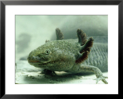 Axolotl, Ambystoma Mexicana by Oxford Scientific Pricing Limited Edition Print image