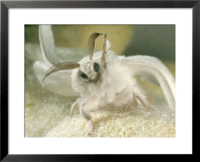 Silk Moth, Female, Cultivated by Oxford Scientific Pricing Limited Edition Print image