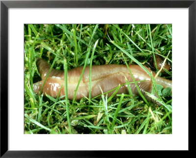 Earthworm, Copulating by Oxford Scientific Pricing Limited Edition Print image