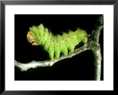Chinese Oak Silk Moth, Larva by Oxford Scientific Pricing Limited Edition Print image