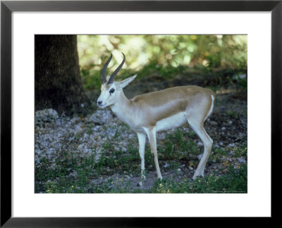 Goitered Gazelle, Male, Zoo Animal by Stan Osolinski Pricing Limited Edition Print image
