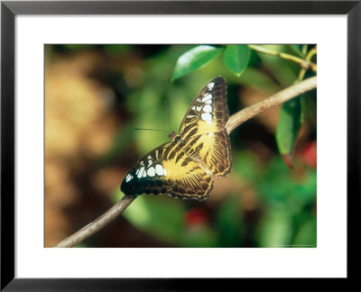 Clipper, Aviary Animal by Stan Osolinski Pricing Limited Edition Print image