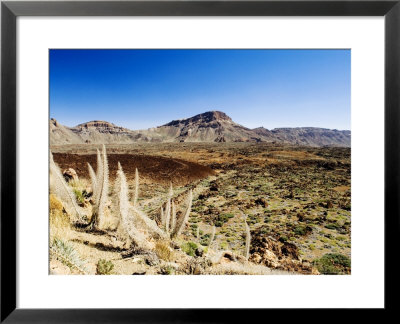 Dead Echium Flowers In Las Canadas, Lava Flow In The Distance by Martin Page Pricing Limited Edition Print image