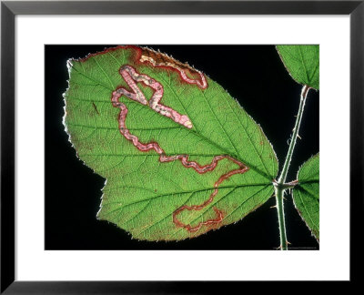 Blackberry Leaf Miner, Trail Left By Larva, Mid-Wales by Richard Packwood Pricing Limited Edition Print image