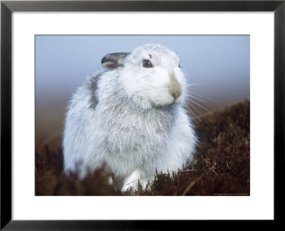 Mountain Hare Or Blue Hare, Conspicuous With No Snow, Scotland, Uk by Richard Packwood Pricing Limited Edition Print image