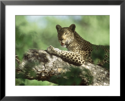 Leopard, Resting In Tree During Heat Of The Day, Botswana by Richard Packwood Pricing Limited Edition Print image