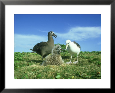 Black-Footed Albatross, And Laysan Albatross by Manfred Pfefferle Pricing Limited Edition Print image