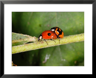 2-Spot Ladybirds, Adults Mating, Kent, Uk by Keith Porter Pricing Limited Edition Print image