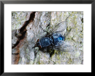 Blue Bottle Fly, Adult Female Grooming, Cambridgeshire, Uk by Keith Porter Pricing Limited Edition Print image