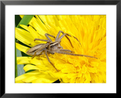 Cocoon Spider, Adult Female Hunting, Cambridgeshire, Uk by Keith Porter Pricing Limited Edition Print image