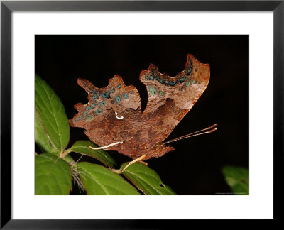 Comma Butterfly, Adult Feeding, Cambridgeshire, Uk by Keith Porter Pricing Limited Edition Print image