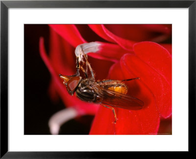 Hoverfly, Adult Feeding From Red Flower, Cambridgeshire, Uk by Keith Porter Pricing Limited Edition Print image