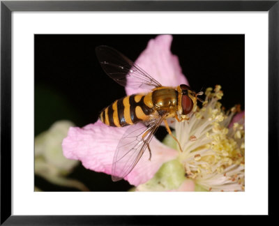 Hoverfly, Adult Basking On Flower, Cambridgeshire, Uk by Keith Porter Pricing Limited Edition Print image