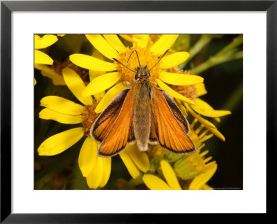 Essex Skipper Butterfly, Adult Feeding From Flower, Uk by Keith Porter Pricing Limited Edition Print image