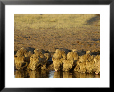 African Lions, Family Drinking, Botswana by Mike Powles Pricing Limited Edition Print image