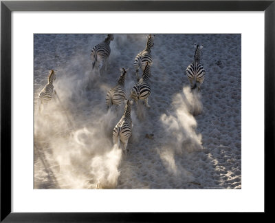 Burchells Zebra, Group Running, Botswana by Mike Powles Pricing Limited Edition Print image