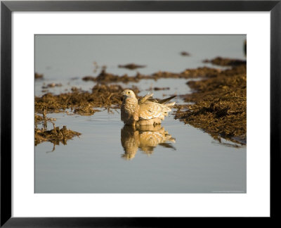 Burchells Sand Grouse, Female In Water, Bots by Mike Powles Pricing Limited Edition Print image