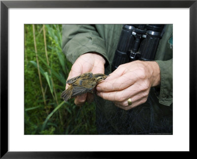 Sedge Warbler, Bird Ringing, Norfolk, Uk by Mike Powles Pricing Limited Edition Print image