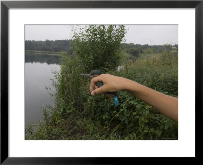 Kingfisher, Ringed Bird Being Released, Uk by Mike Powles Pricing Limited Edition Print image
