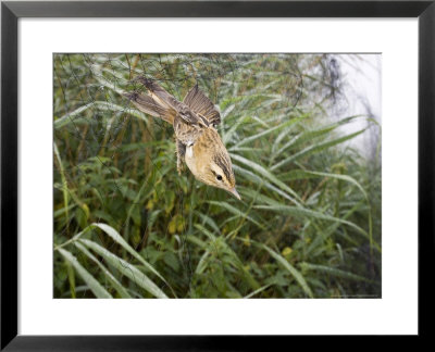 Sedge Warbler, Bird In Mist Net, Uk by Mike Powles Pricing Limited Edition Print image