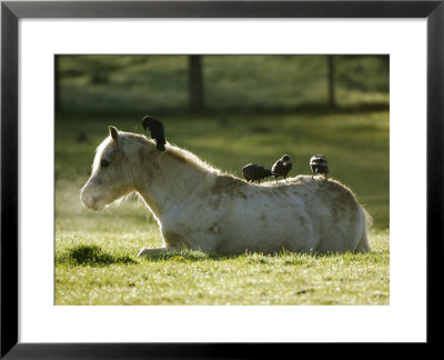 Horse, And Jackdaws, Scotland by Keith Ringland Pricing Limited Edition Print image