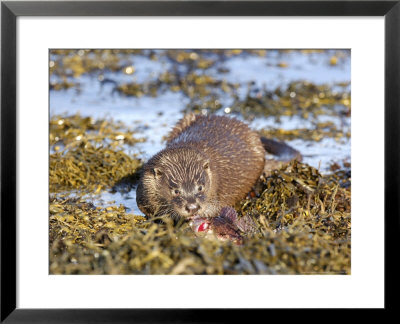 Otter, Otter With Fish Flaring Gills, Scotland by Keith Ringland Pricing Limited Edition Print image
