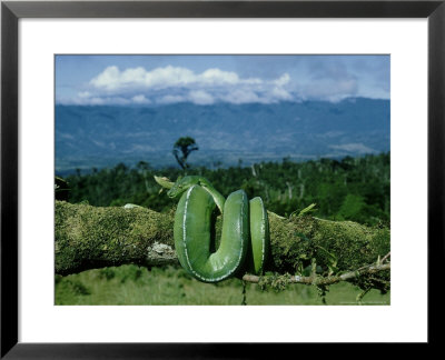 Green Python, Wahgi Valley, Papua New Guinea by Alan Root Pricing Limited Edition Print image