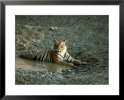 Tiger, Cooling In Waterhole, India by Vivek Sinha Pricing Limited Edition Print image