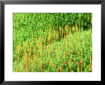 Moss, Inverness-Shire, Scotland by Iain Sarjeant Pricing Limited Edition Print image