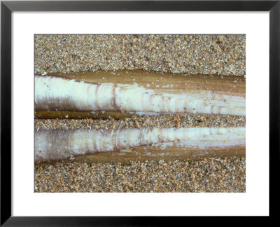 Razor Shell, Sutherland, Scotland by Iain Sarjeant Pricing Limited Edition Print image