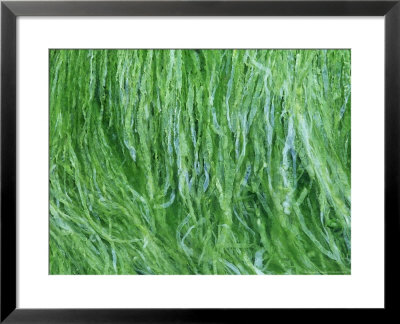 Seaweed, Caithness, Scotland by Iain Sarjeant Pricing Limited Edition Print image