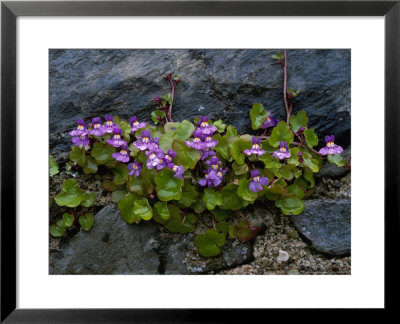 Ivy-Leaved Toadflax Growing In Wall, Isle Of Iona, Scotland by Iain Sarjeant Pricing Limited Edition Print image
