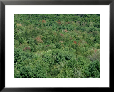 Foliage Change Through Fall Season, Sequence 1 by Chris Sharp Pricing Limited Edition Print image
