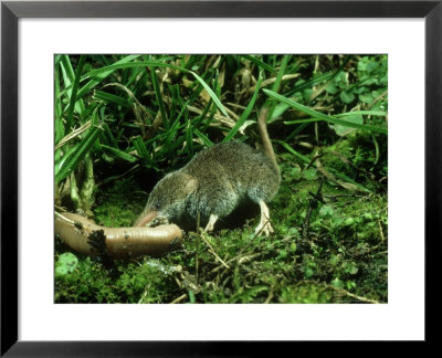 Pygmy Shrew, Oxon, Uk by Tim Shepherd Pricing Limited Edition Print image