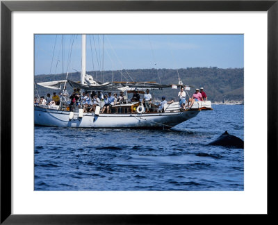 Humpback Whales, Whale And Whale-Watching Boat, Puerto Vallarta, Mexico by Gerard Soury Pricing Limited Edition Print image