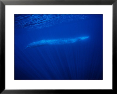 Fin Whale, Under Surface, Azores, Portugal by Gerard Soury Pricing Limited Edition Print image