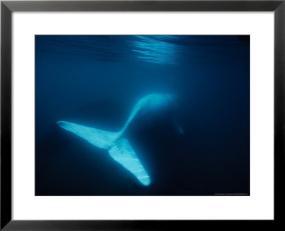 Southern Right Whale, Calf, Pa by Gerard Soury Pricing Limited Edition Print image