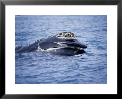Southern Right Whale, Feeding, Valdes Peninsula by Gerard Soury Pricing Limited Edition Print image