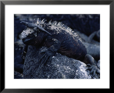 Marine Iguanas, Amblyrhynchus Cristatus by Ernest Manewal Pricing Limited Edition Print image