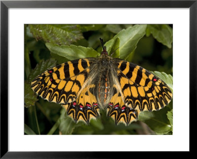 Zerynthia Polyxena In Its Darker Orange Form, Mani Peninsula, Greece by Bob Gibbons Pricing Limited Edition Print image