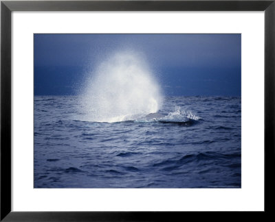 Sei Whale, Surfacing, Azores, Portugal by Gerard Soury Pricing Limited Edition Print image