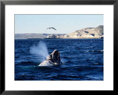 Southern Right Whale, Juvenile, Peninsula Valdes by Gerard Soury Pricing Limited Edition Print image