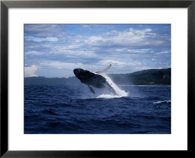 Humpback Whale, Breaching, Polynesia by Gerard Soury Pricing Limited Edition Print image
