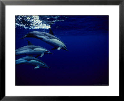 Short-Beaked Common Dolphin, Tenerife, Canary Isles by Gerard Soury Pricing Limited Edition Print image