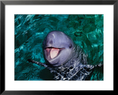 Irrawaddy Dolphins, Jaya Anca Aquarium, Indonesia by Gerard Soury Pricing Limited Edition Print image